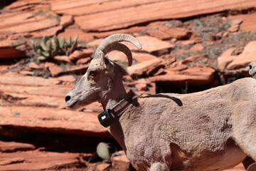 A mountain goat in a collar. The photo was taken against the background of a red rock