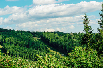 Lush green Carpathians forest landscape under a blue sky with fluffy white clouds during daytime