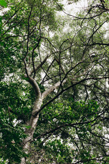 Tall tree branches reaching towards a cloudy sky in a lush green forest during daylight hours