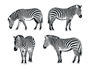 Four Black and White Zebra Silhouettes in Different Poses zebra silhouettes various stances against white background zebra animal wildlife silhouette black white illustration