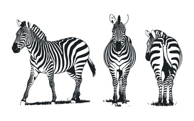 Three Zebra Silhouettes in Various Positions Black and White Line Art Illustration white zebra illustrations showcasing different views the animal zebra animal wildlife © MOHAMMAD