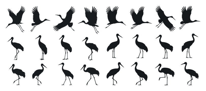Collection of Black and White Crane Silhouettes in Various Positions cranes flight standing positions crane silhouette bird wildlife nature black white vector illustration