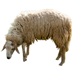 Sheep isolated on white background. Close-up of a sheep.