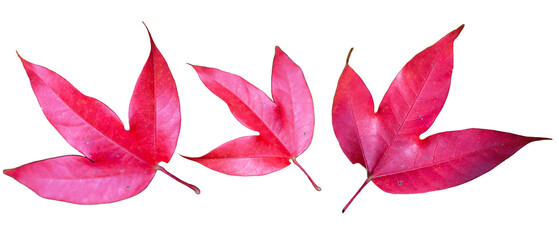 Red autumn leaves isolated on white background.