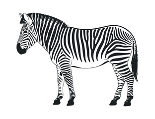 Monochromatic Zebra Silhouette Profile View Side view zebra black and white zebra animal wildlife mammal africa black and white silhouette profile illustration drawing