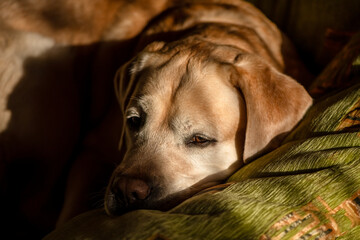 Golden labrador retriever peacefully resting on a couch, bathed in warm sunlight. The dog's serene expression and soft fur create a calming and cozy atmosphere
