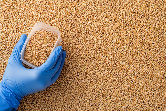 A gloved hand holds a container of grain over a large pile of the same grain. Harvest, agriculture, and food safety are concepts that could be conveyed. - Powered by Adobe