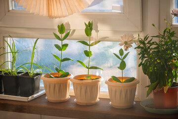Bright sunlight illuminates a collection of potted plants on a wooden shelf by a window. Green foliage thrives in various containers, creating a serene indoor garden atmosphere