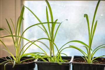 Vibrant green seedlings flourish in small pots, basking in sunlight by a window. The plants exhibit healthy growth, showcasing the nurturing environment of indoor gardening