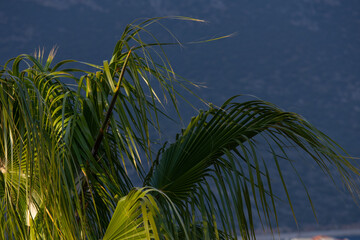 palm tree in the wind