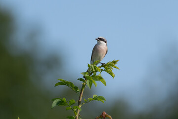 Obraz premium Neuntöter
