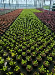 Production en serre d’heuchères colorées. horticulture durable, jeunes plants en godets, vivaces pour massifs fleuris, culture ornementale en pépinière professionnelle