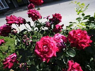 quantum valentine roses