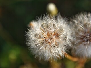 dandelion seed head