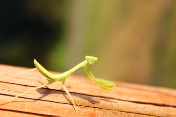 green praying mantis