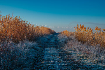 Winter landscape with road in the field with high grass, Kyrgyzstan