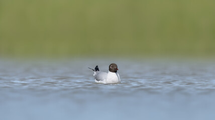 Black-Headed Gull In Water (Chroicocephalus Ridibundus)