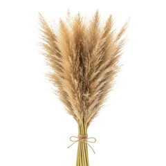 Fototapeta premium Fluffy pampas grass bouquet on transparent background