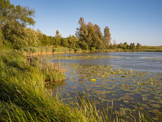 View of a pond with a bank covered with reeds and water lily leaves floating on the surface of the lake water. Cloudless sky.