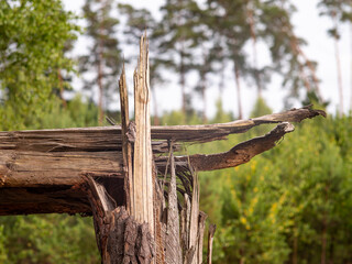 Broken trunk of a coniferous tree against the background of the forest.