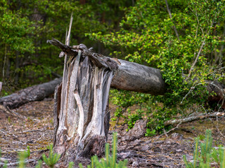 Broken trunk of a coniferous tree against the background of the forest.
