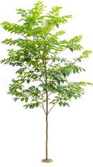 Obraz premium Isolated young tree with lush green leaves and a thin brown trunk on white background image