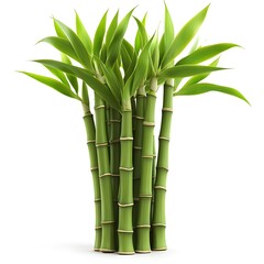 Fototapeta premium Lush green bamboo stalks and leaves isolated on white background a beautiful image.