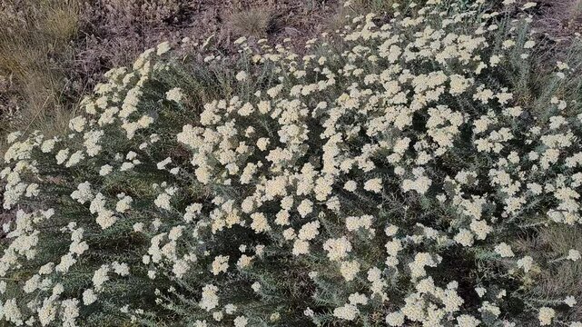 Videos of medicinal plants and flowers.