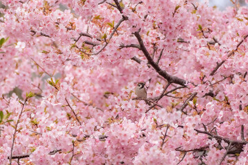 桜と雀