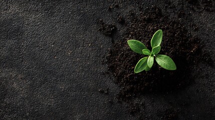 A small green seedling emerges from rich dark soil, symbolizing new beginnings