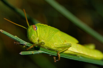 The very rare, colourfully striped eyes of a large green locust