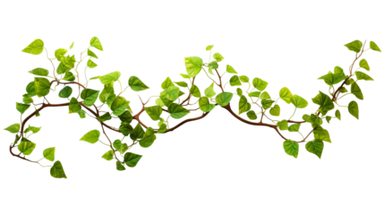 green leaves isolated on transparent white background, clipping path