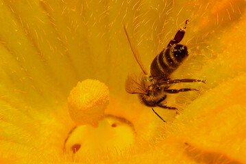Bee pollinating the huge pumpkin flower, it can be seen carrying the pollen granules stuck to her...