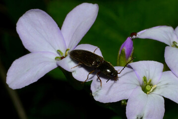 Rare species of beetle pollinating wildflowers in the middle of spring