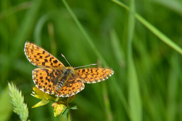 Butterfly in the middle of pollinating on a spring morning