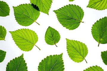 Fresh green leaves and foliage isolated on a white background, perfect for nature and spring-themed designs