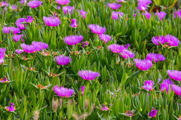 Carpobrotus edible purple flowers in the bed