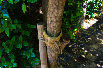 Two tree trunks tied together