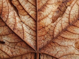Fototapeta premium Extreme close-up macro photo of a dried maple leaf texture in warm brown, nature detail shot