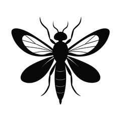  fairyfly insect vector