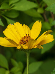 Bright Yellow Sunflower-like Bloom with Green Foliage Background
