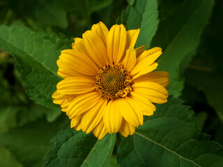 Overhead View of a Vibrant Yellow Daisy-like Flower Surrounded by Green Leaves