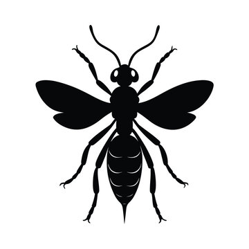 braconid wasp vector