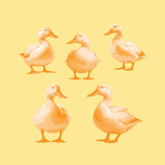 Duck, duck vector, duck illustration, line drawing on yellow background.