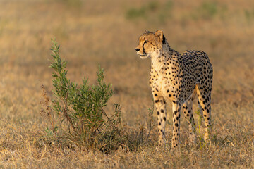 Cheetah (Acinonyx jubatus) walking and searching for prey in the late afternoon in Mashatu Game...