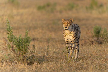 Cheetah (Acinonyx jubatus) walking and searching for prey in the late afternoon in Mashatu Game...