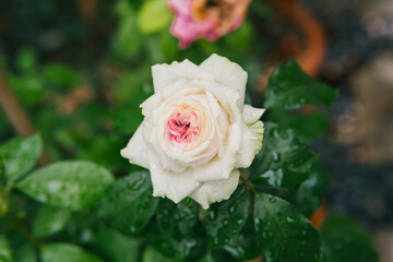 Elegant White Rose with Pink Center Surrounded by Lush Green Leaves Captured After Rainfall