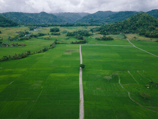 Rural Road Through Green Rice Paddies.