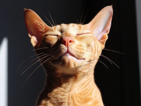 Happy ginger Cornish Rex cat sits contentedly in warm sunlight, basking in cozy rays.