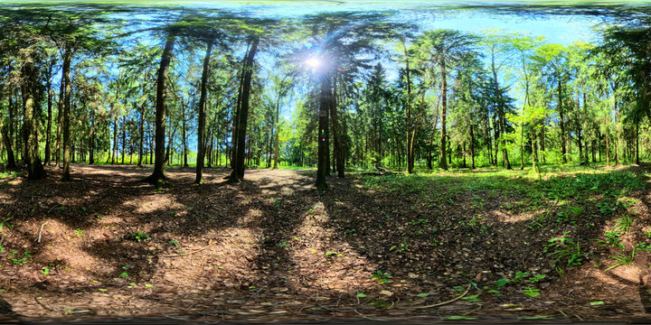 360-degree HDRI panoramic image of a forest clearing with sun rays shining through tall pine trees. Perfect for realistic 3D environment lighting, game design, and background replacement